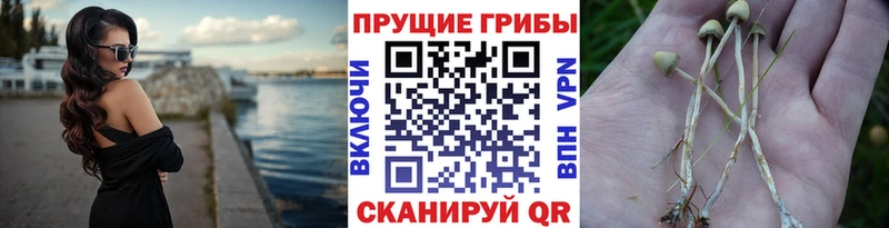 наркота  Воткинск  Галлюциногенные грибы Cubensis 